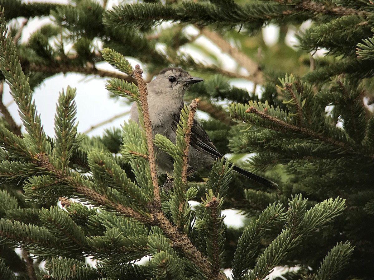Gray Catbird - ML642071877