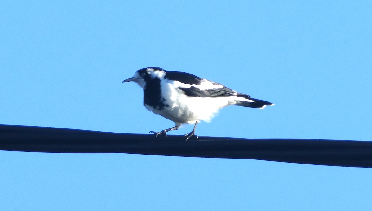 Magpie-lark - ML642071878