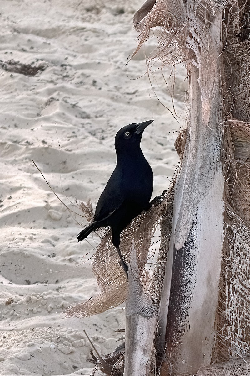 Greater Antillean Grackle - ML642071879
