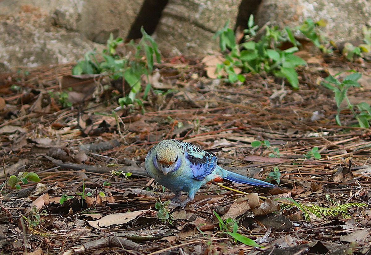 Pale-headed Rosella - ML642071881