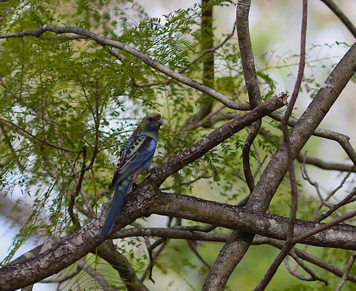 Pale-headed Rosella - ML642071882