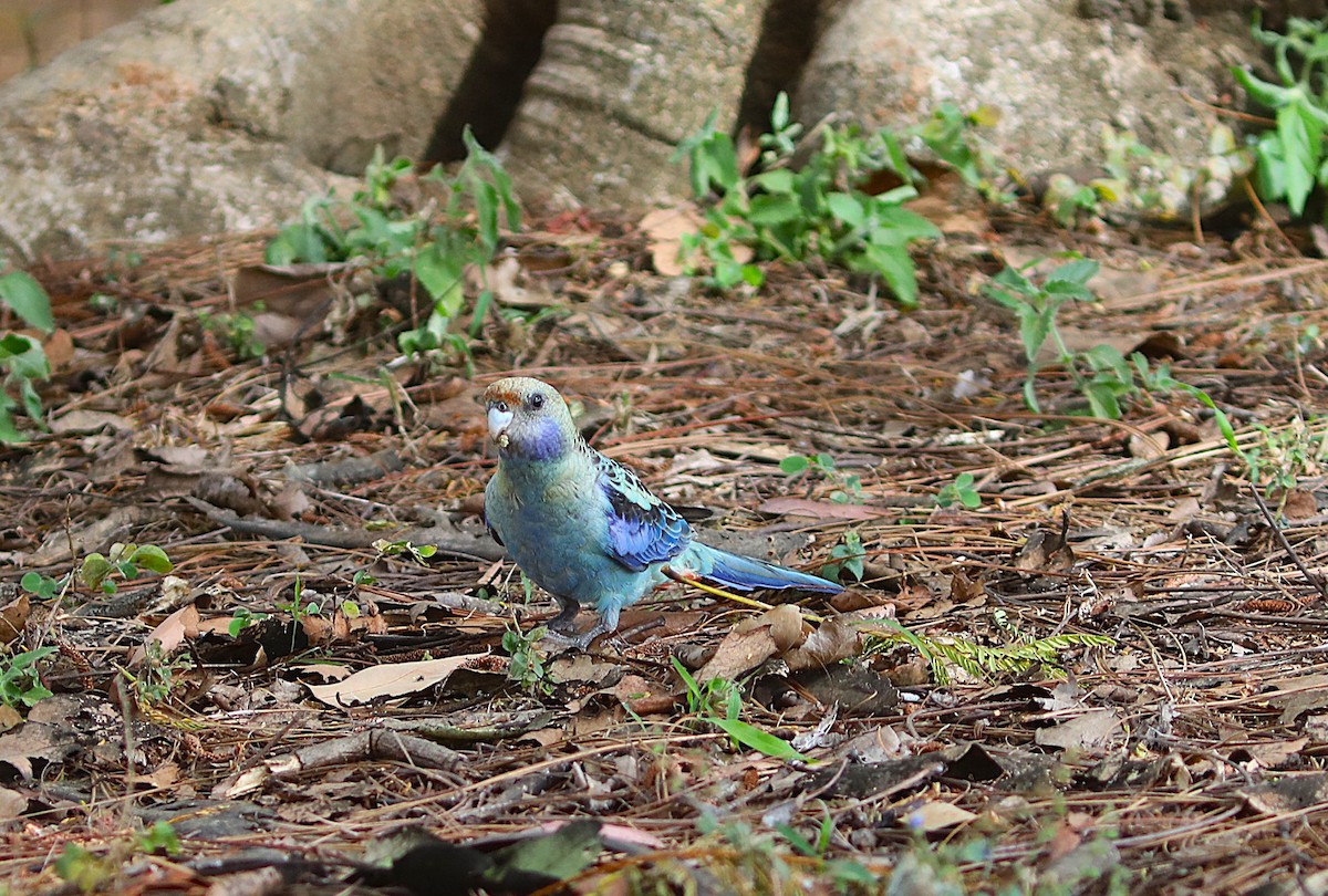 Pale-headed Rosella - ML642071883