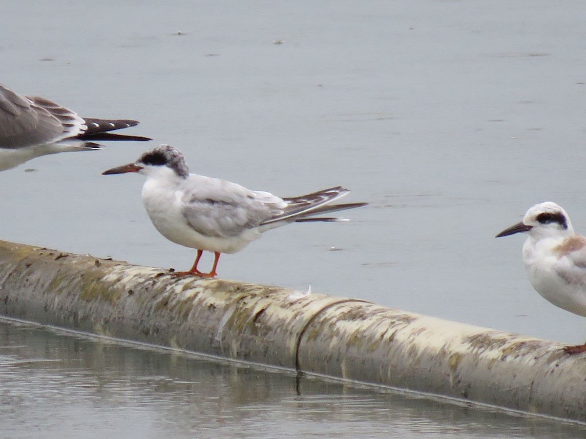 Forster's Tern - ML642071885