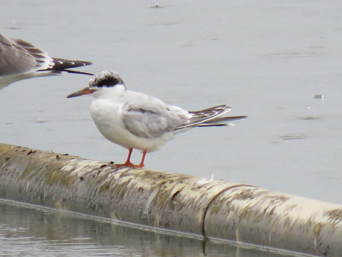 Forster's Tern - ML642071886