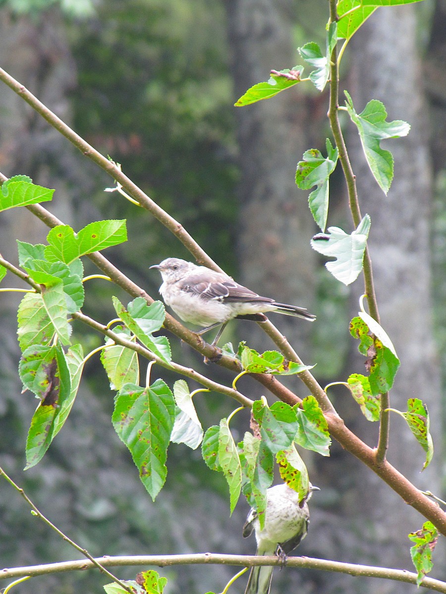 Northern Mockingbird - ML642071887