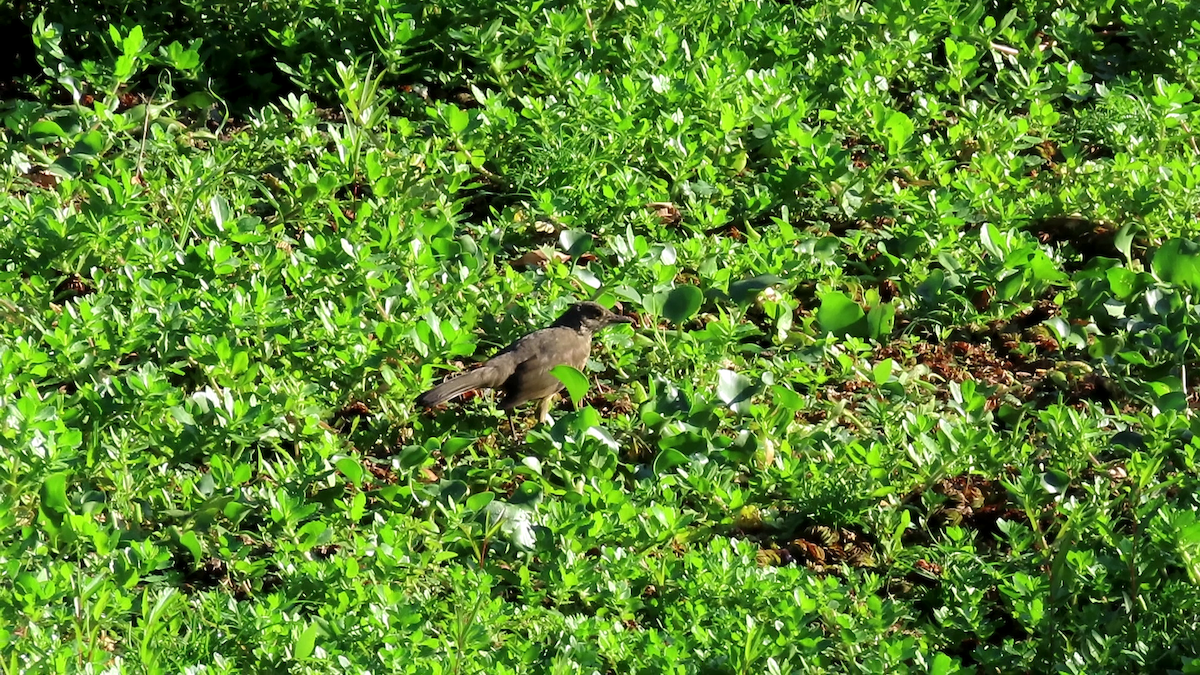 Rufous-bellied Thrush - ML642071888