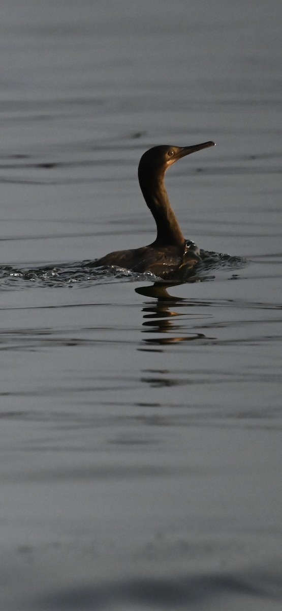 Brandt's Cormorant - ML642071893