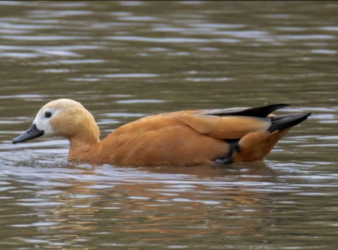 瀆鳧 - ML642071894