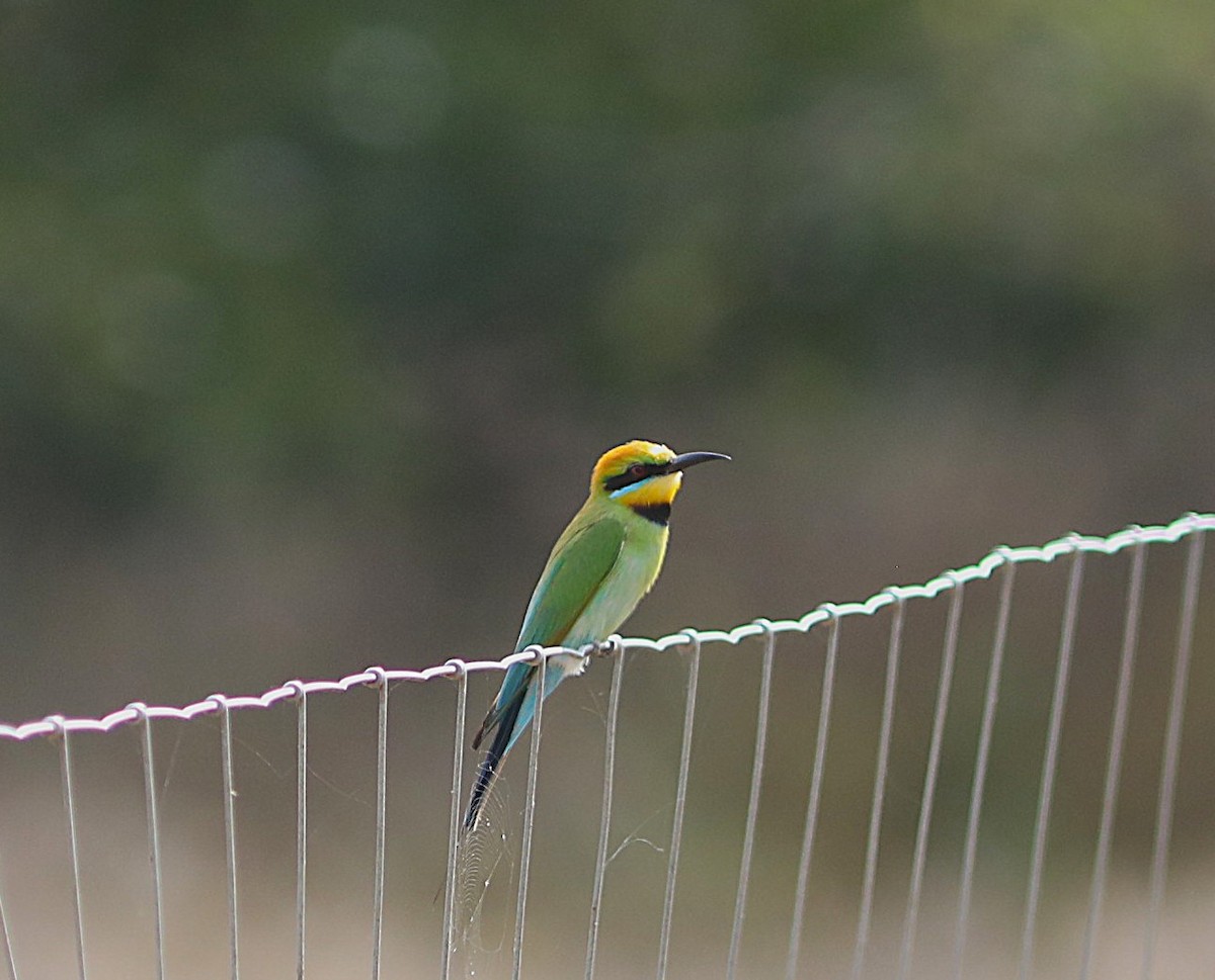 Rainbow Bee-eater - ML642071896