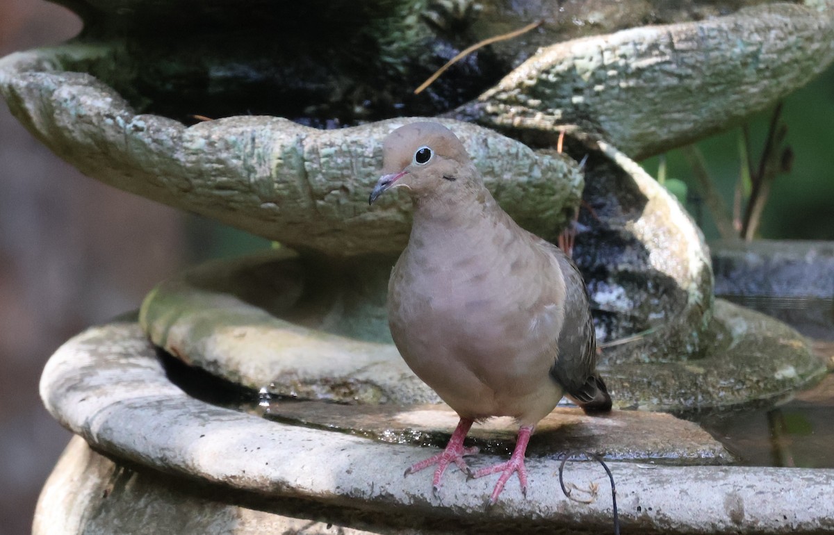 Mourning Dove - ML642071900