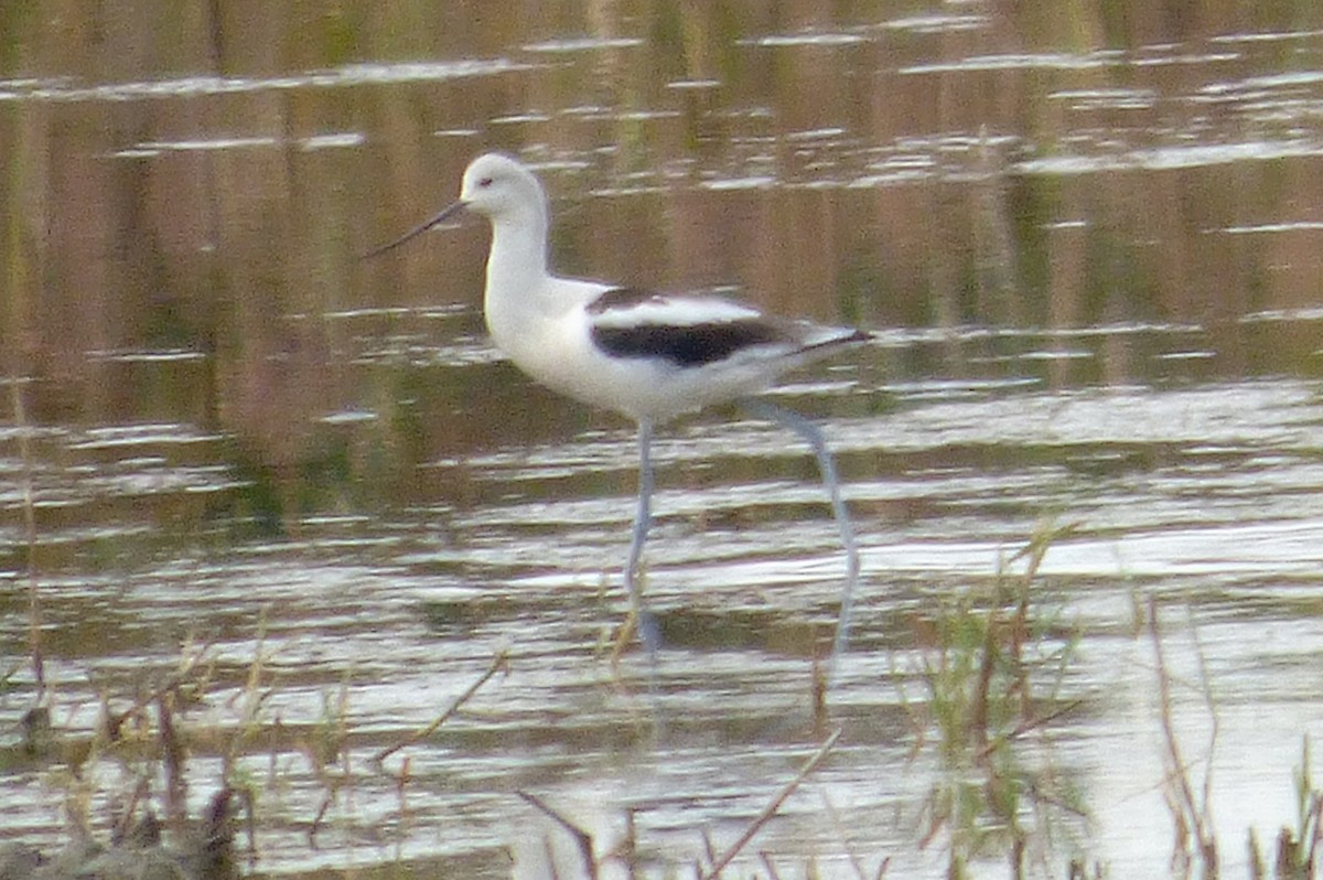 American Avocet - ML642071901