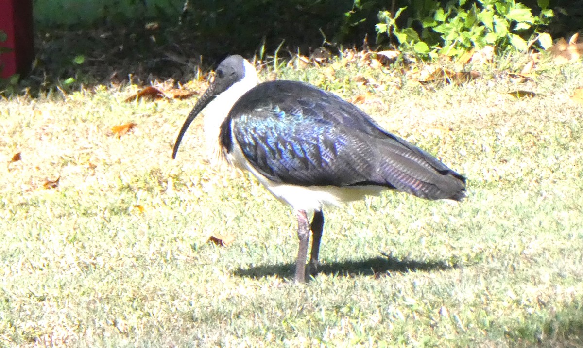 Straw-necked Ibis - ML642071907
