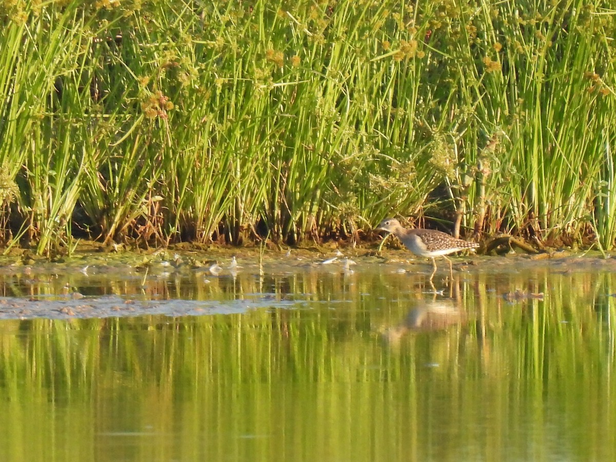 Wood Sandpiper - ML642071910
