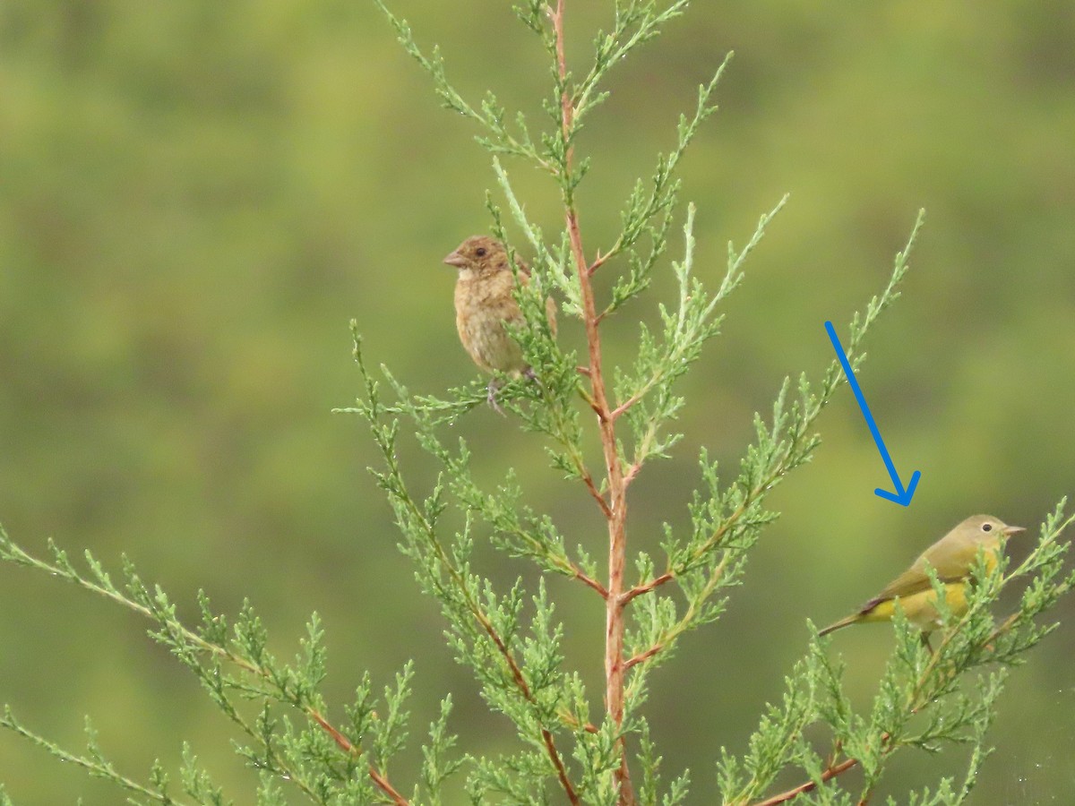 Nashville Warbler - ML642071913