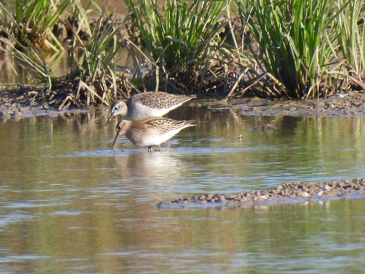 Wood Sandpiper - ML642071914