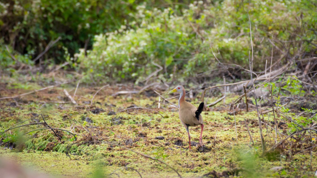 Giant Wood-Rail - ML642071922