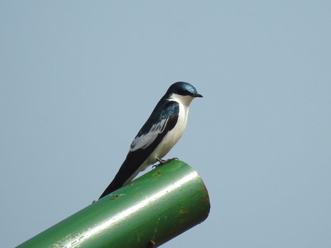 Белокрылая ласточка - ML642071925