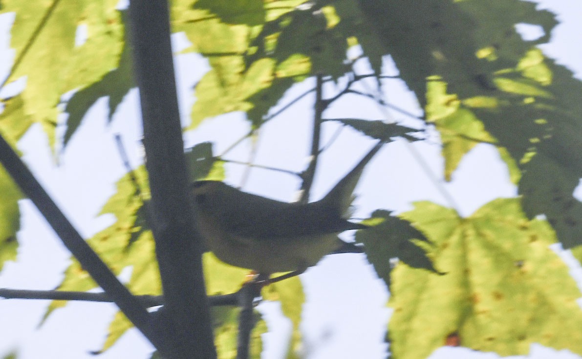 Wilson's Warbler - ML642071928