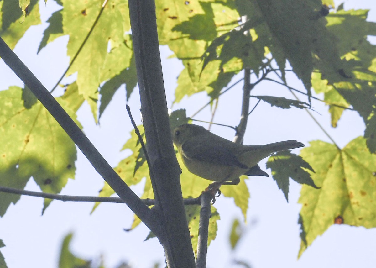 Wilson's Warbler - ML642071929