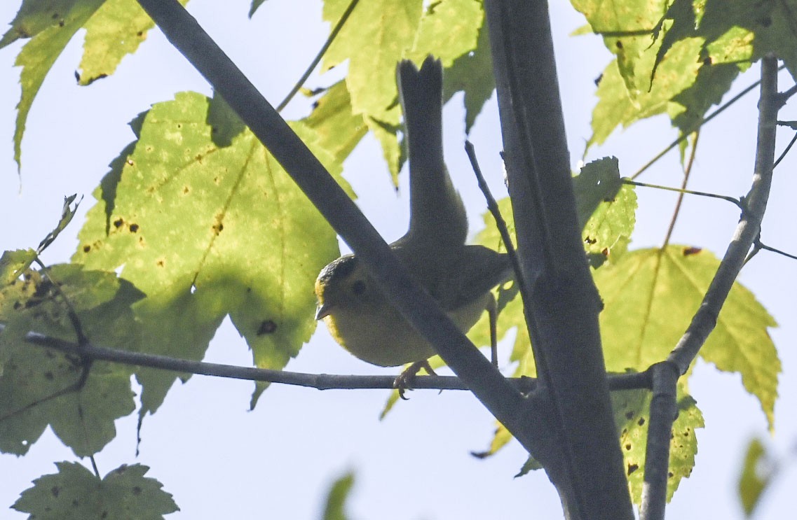 Wilson's Warbler - ML642071930