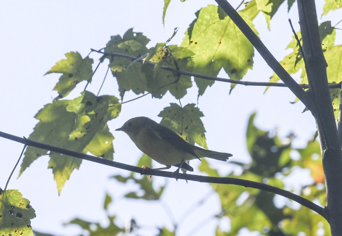 Wilson's Warbler - ML642071931