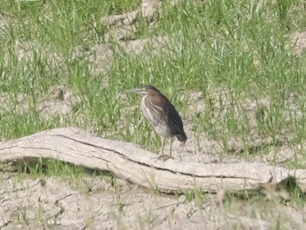 Koartzatxo berdea - ML642071932