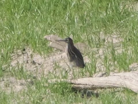 Koartzatxo berdea - ML642071933