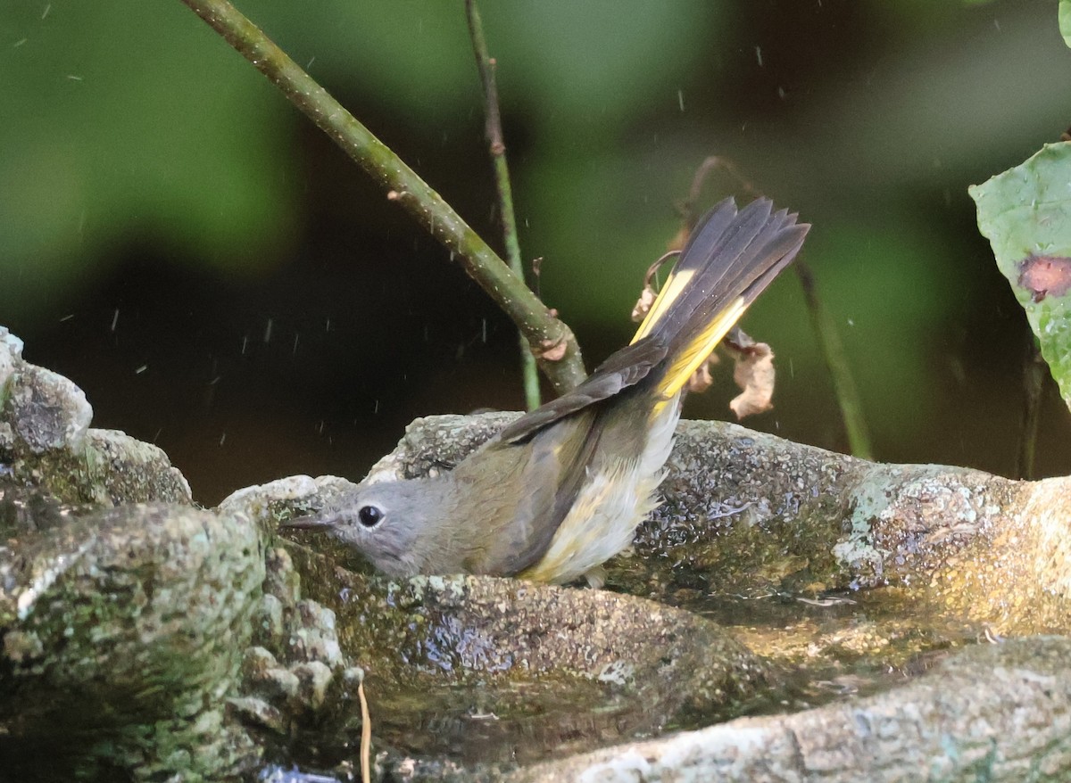 American Redstart - ML642071938