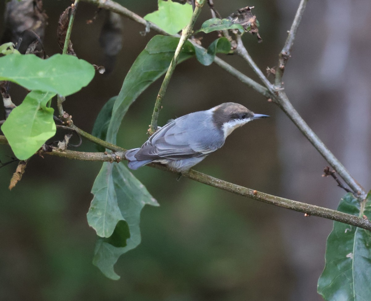 Brown-headed Nuthatch - ML642071947