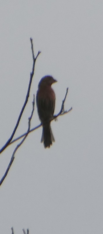 House Finch - ML642071980