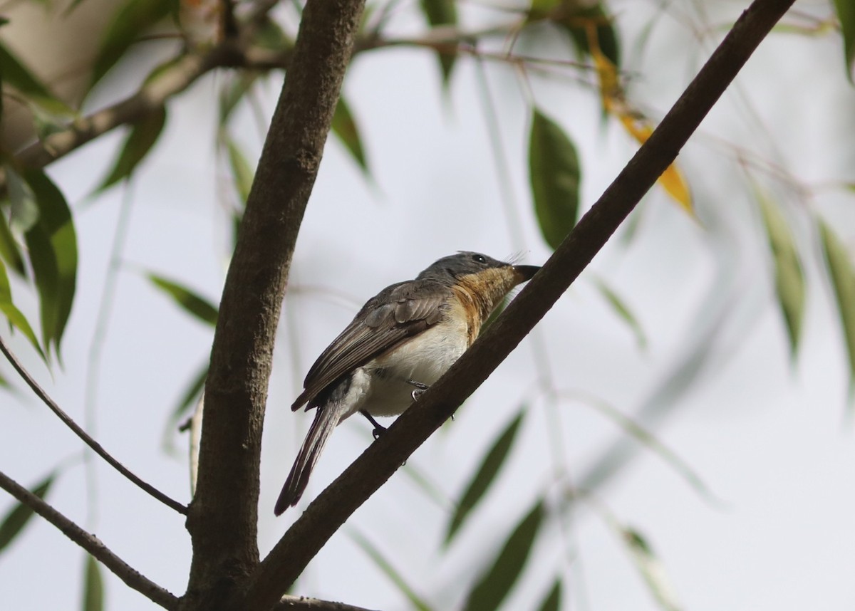 Leaden Flycatcher - ML642071989