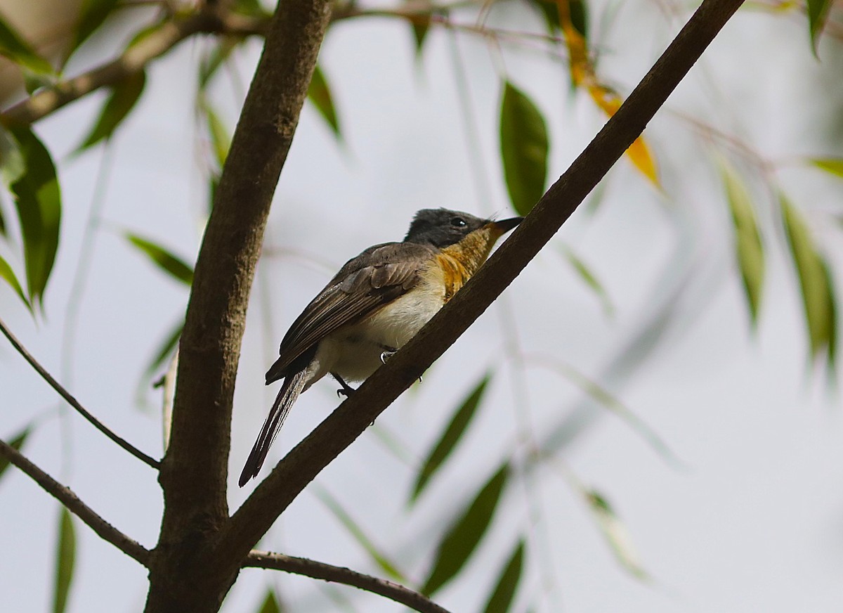 Leaden Flycatcher - ML642071990