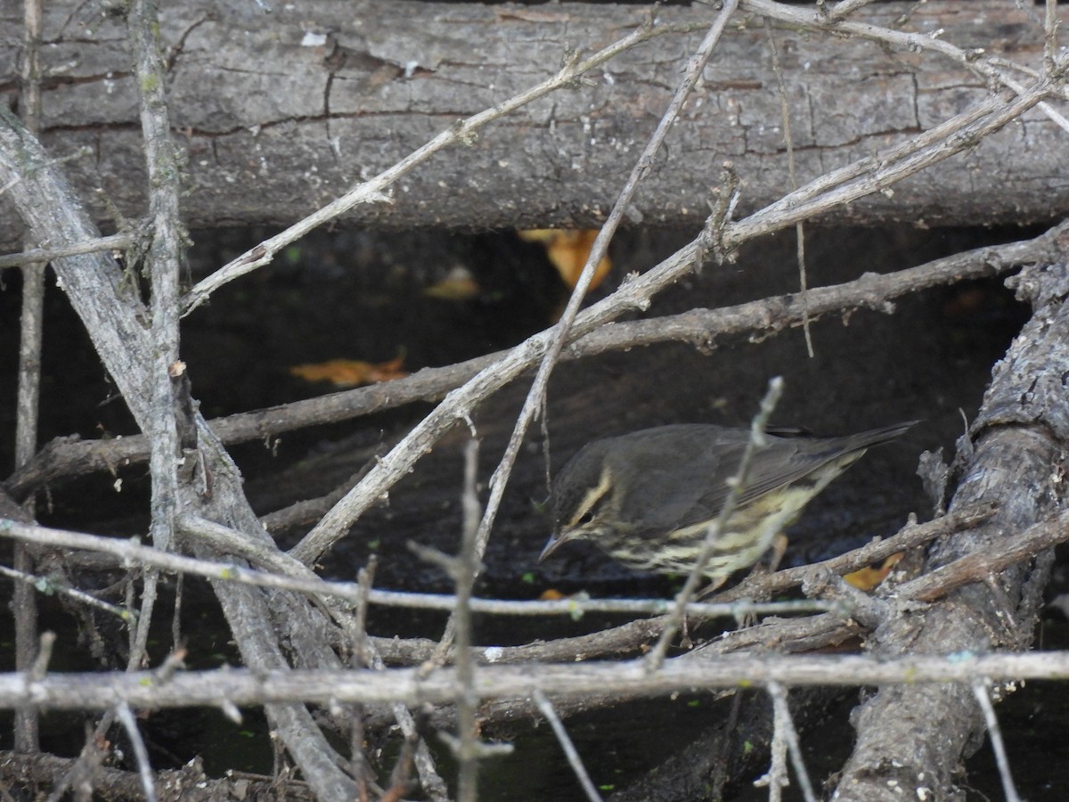 Northern Waterthrush - ML642072005