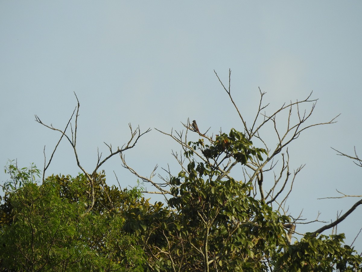 Белоусый тиранн - ML642072039