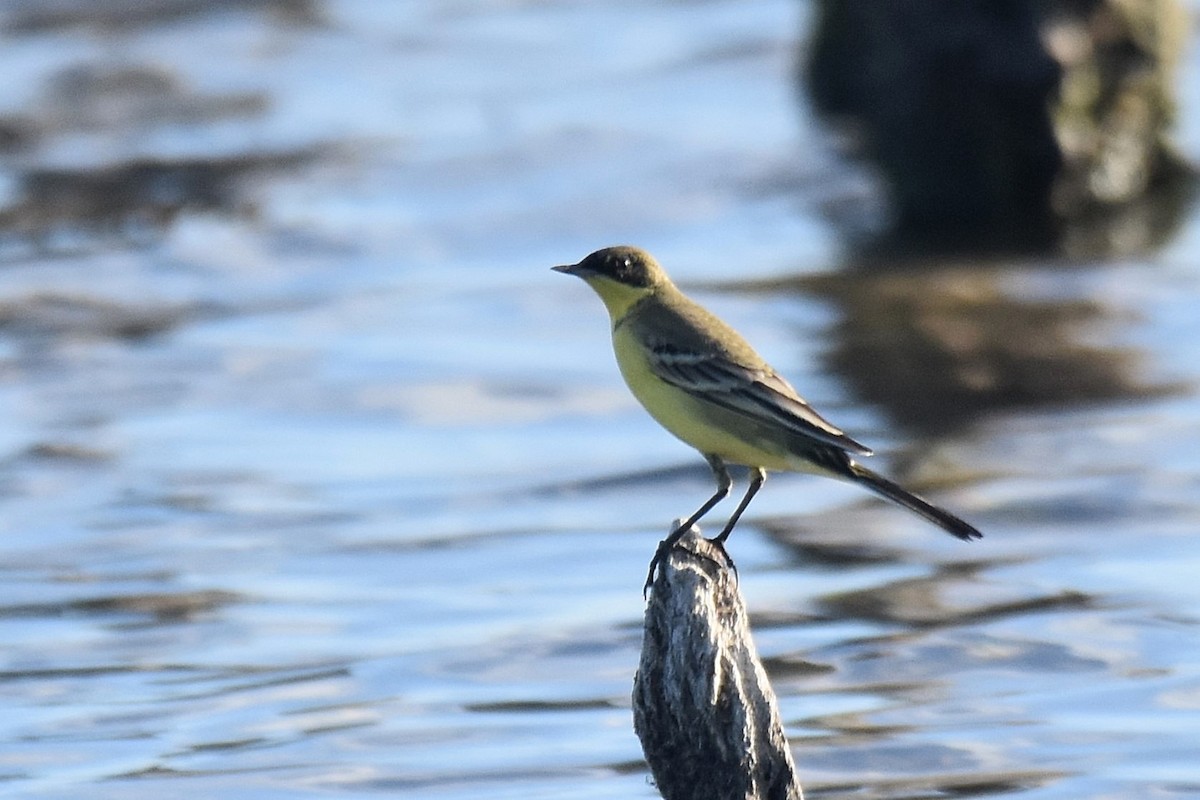 Western Yellow Wagtail (thunbergi) - ML642072049