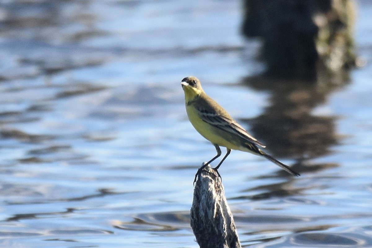 Western Yellow Wagtail (thunbergi) - ML642072050
