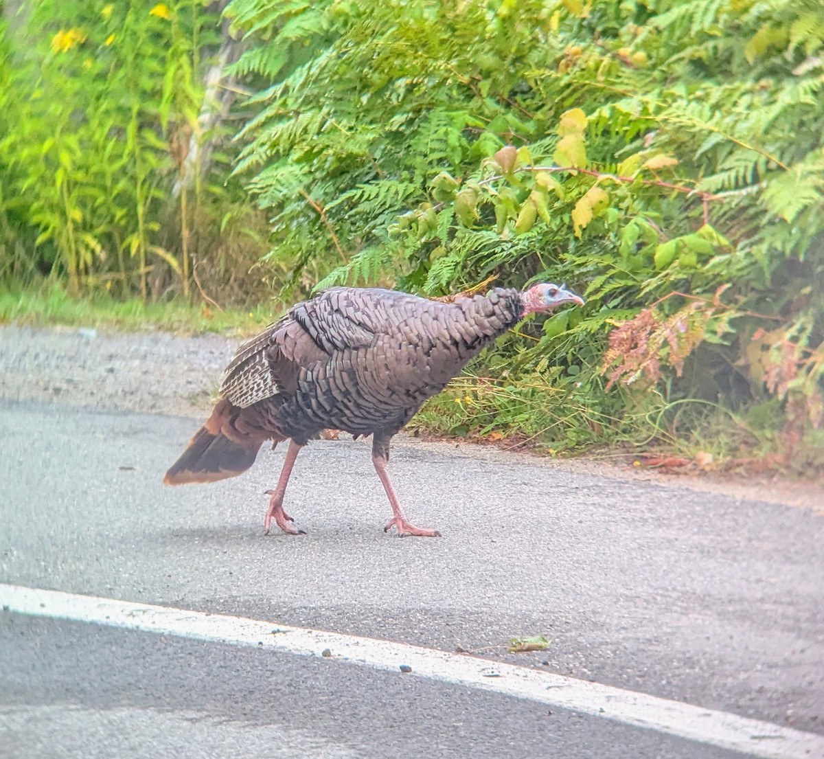 Guajolote Gallipavo - ML642072051