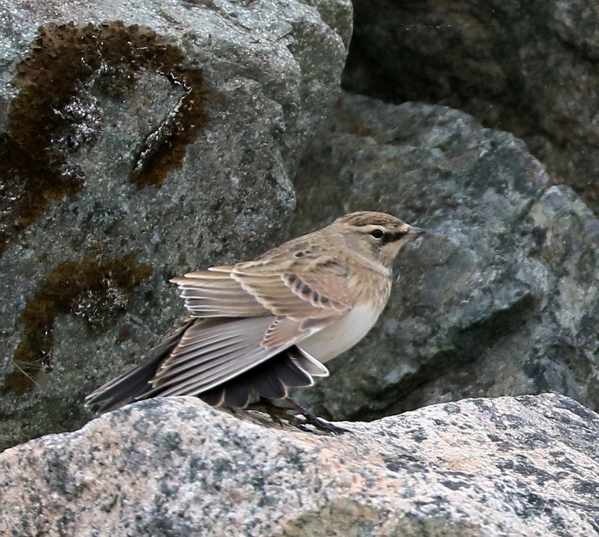 Horned Lark - ML642072107