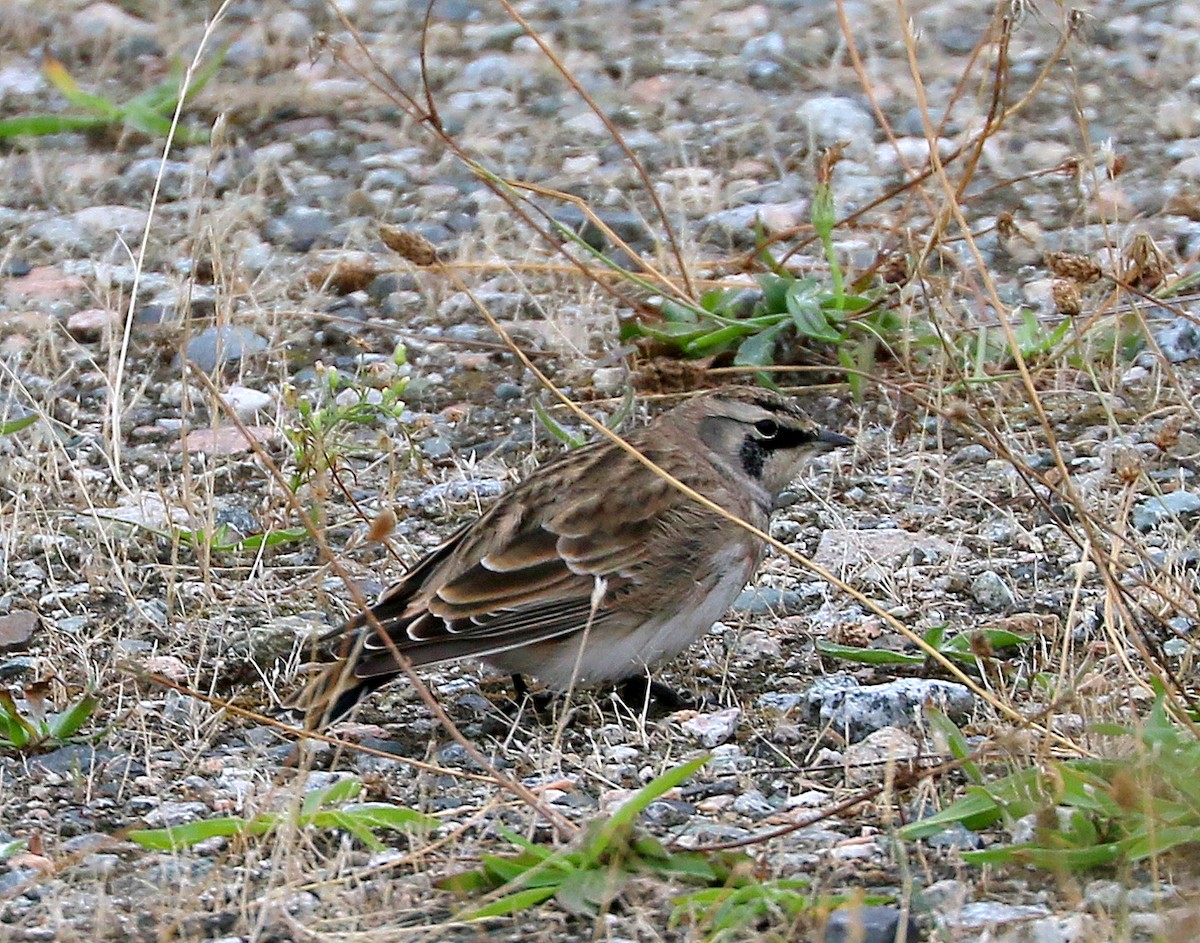 Horned Lark - ML642072108