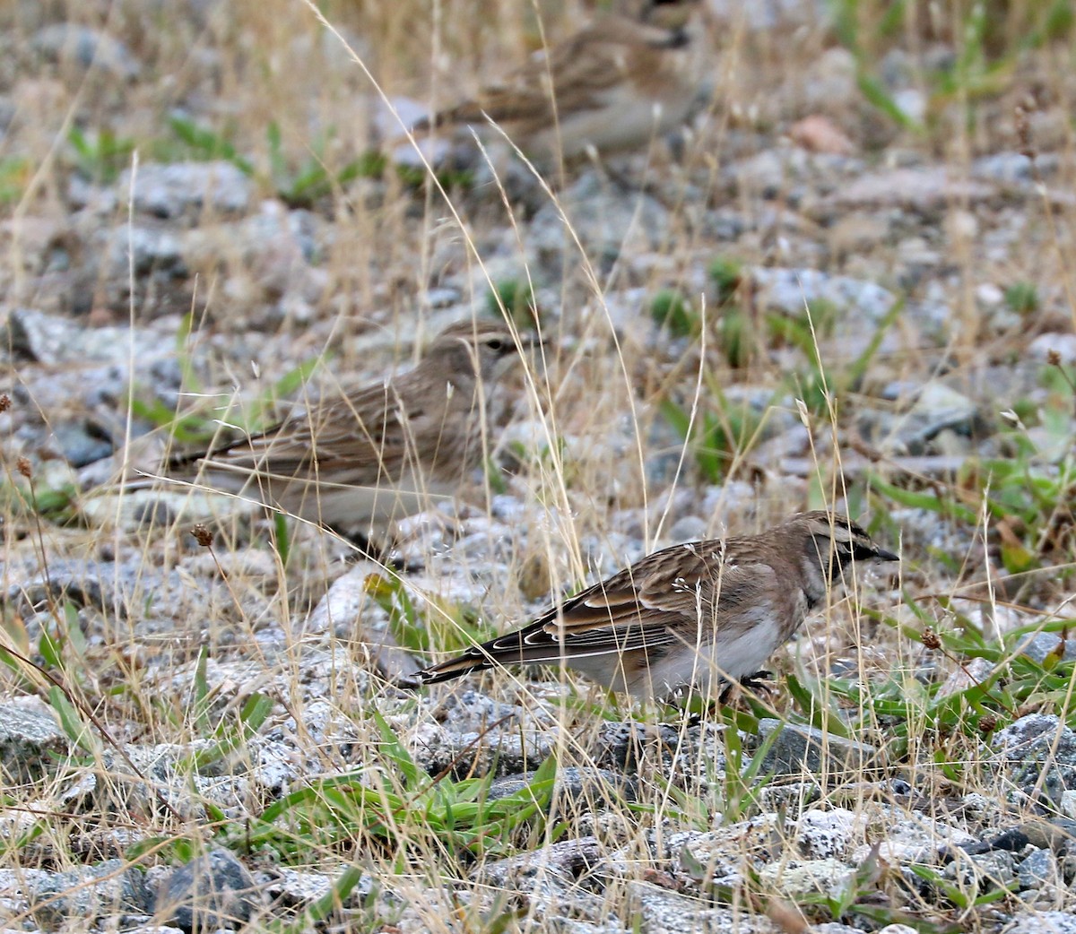 Horned Lark - ML642072109