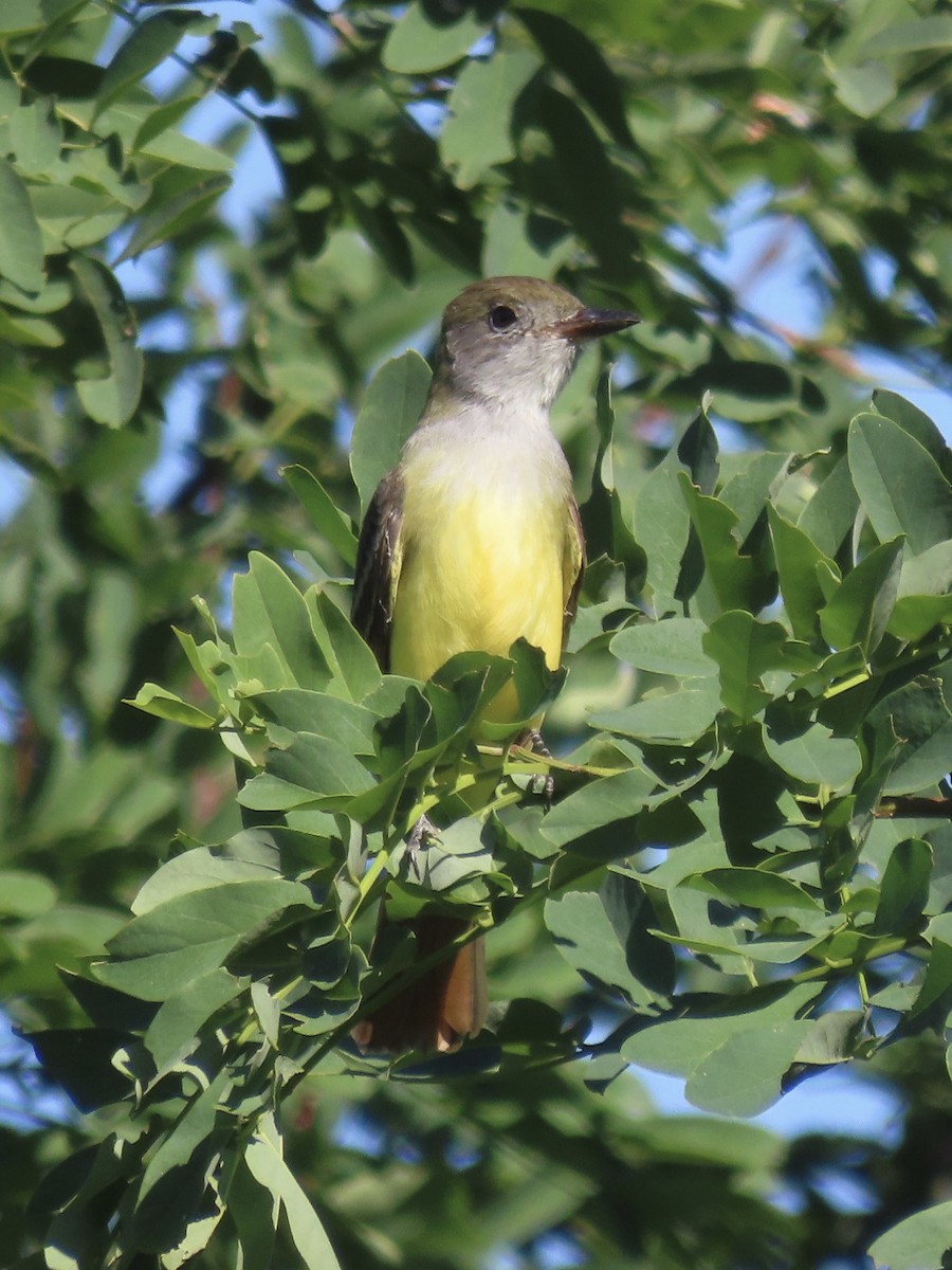 Great Crested Flycatcher - ML642072115