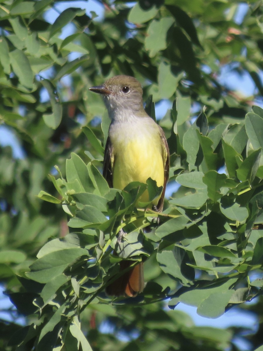Great Crested Flycatcher - ML642072117