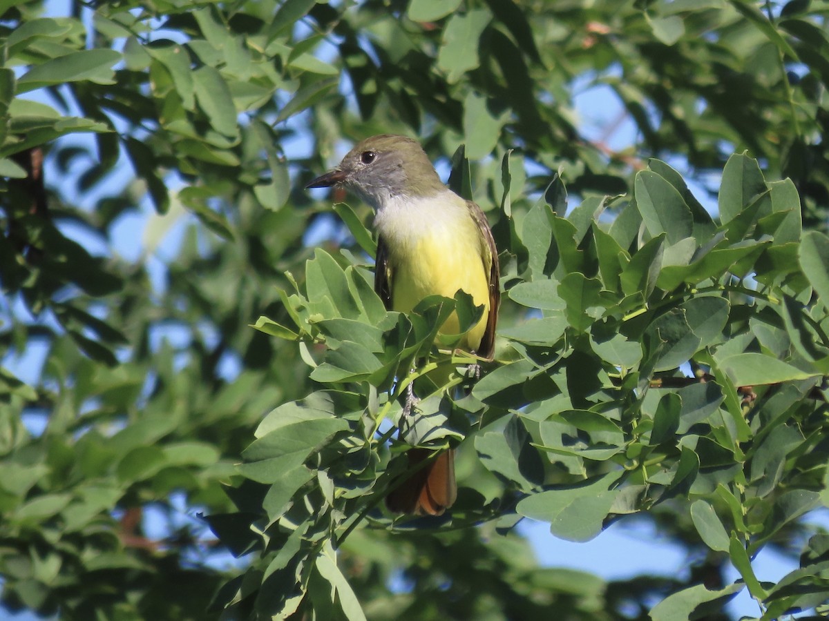 Great Crested Flycatcher - ML642072118