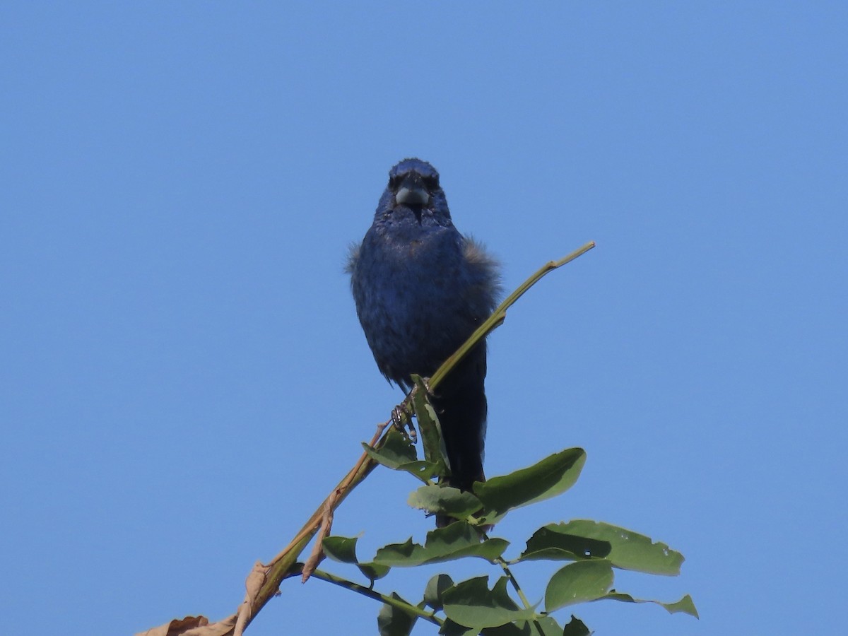 Blue Grosbeak - ML642072120