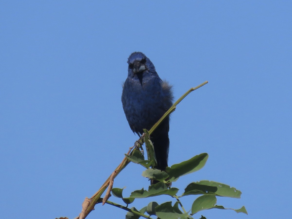Blue Grosbeak - ML642072122