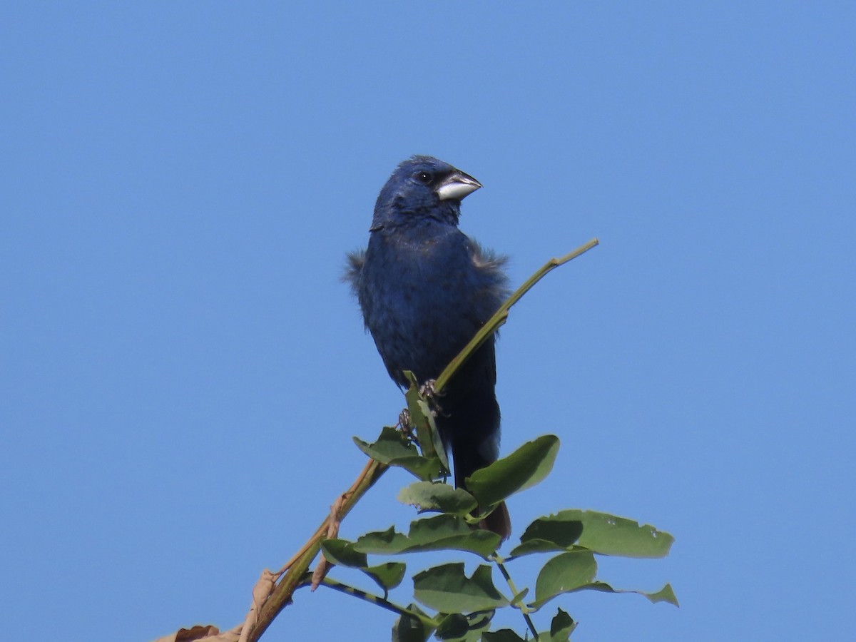 Blue Grosbeak - ML642072124