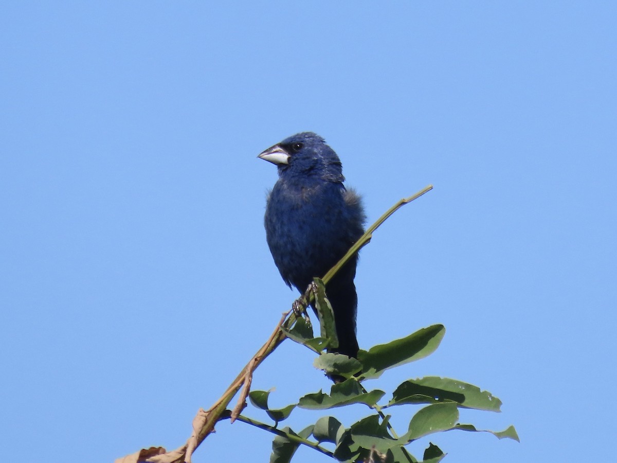 Blue Grosbeak - ML642072133