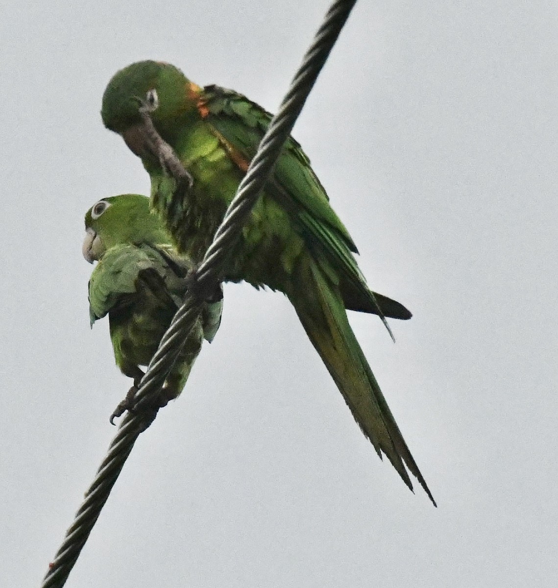 White-eyed Parakeet - ML642072134