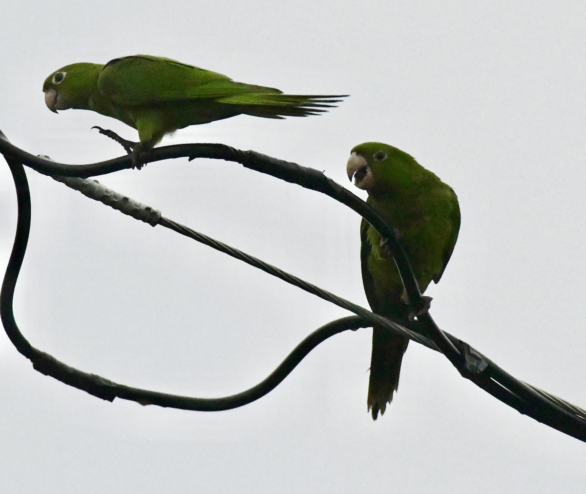 White-eyed Parakeet - ML642072135