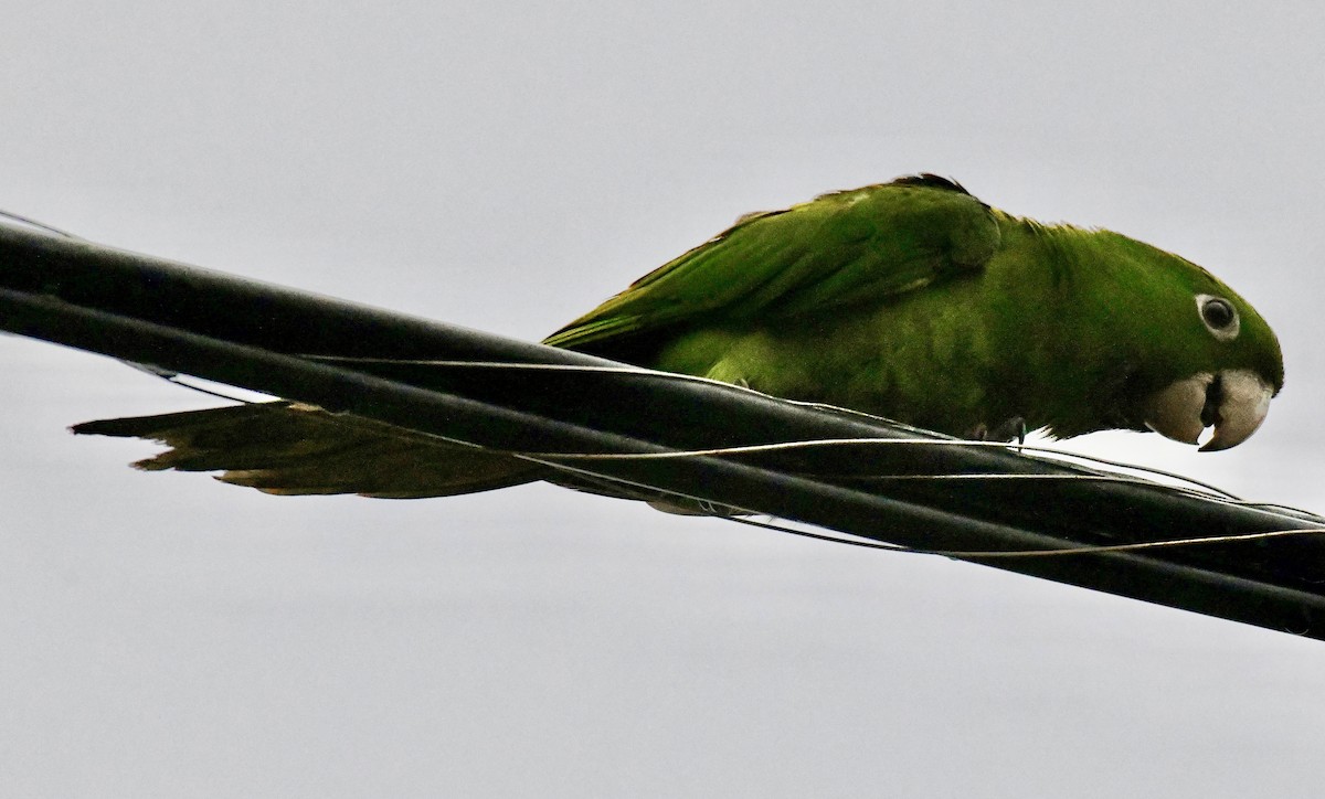 White-eyed Parakeet - ML642072136
